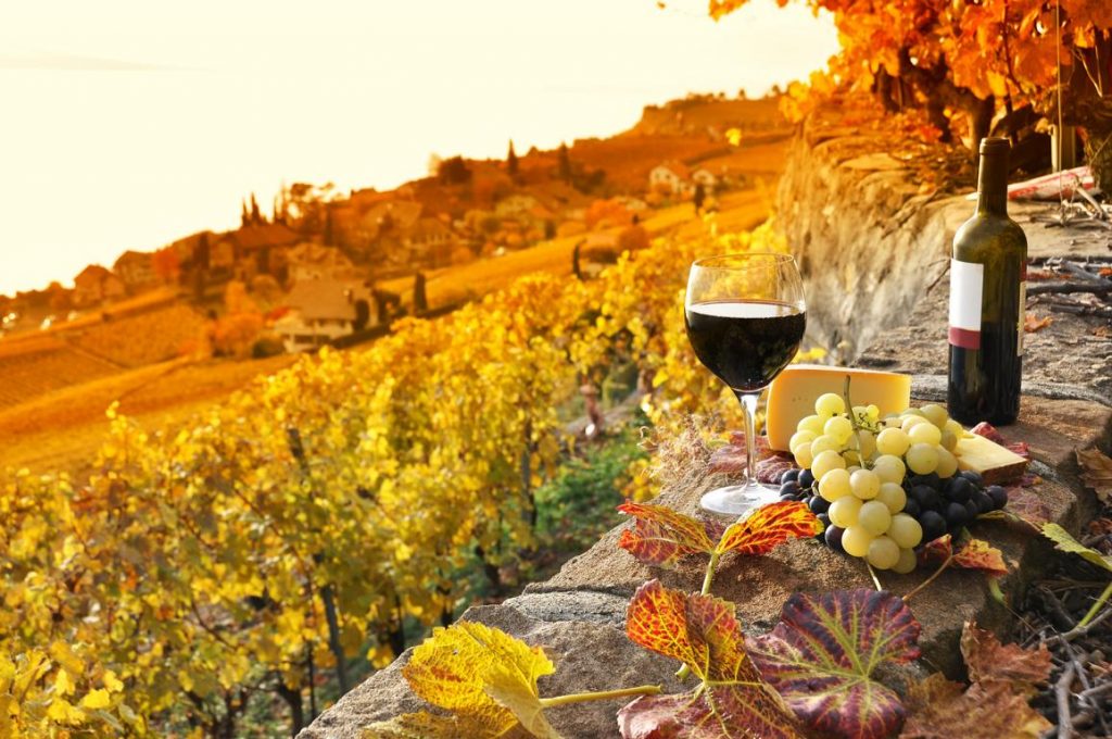 Nachhaltiger Wein: 10 geile Weine für umweltbewusstes Genießen